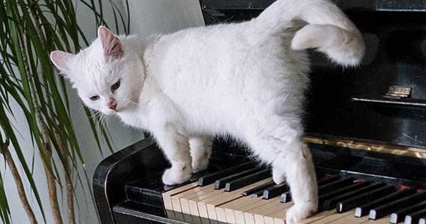 ピアノ鍵盤を踏んじゃった猫